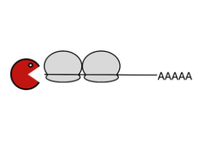 schéma illustrant la dégradation de l'ARNm