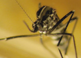 Moustique tigre, femelle de moustique tigre (Aedes albopictus) est une espèce originaire d'Asie du Sud-Est et de l'Océan Indien