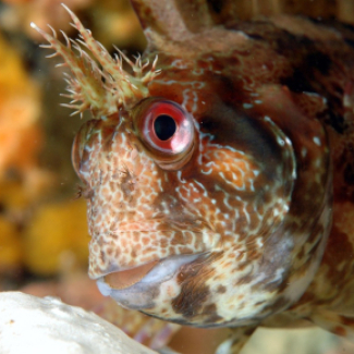 Blennie rayée, "Parablennius gattorugine". © Roland GRAILLE/CNRS Images