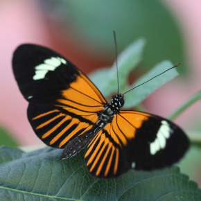 Papillon Heliconius elevatus.