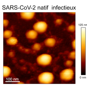 virions purifiés du SARS-CoV-2 infectieux