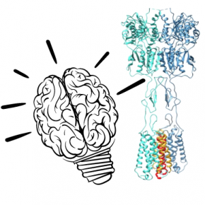 De nouveaux récepteurs du glutamate dans le cerveau