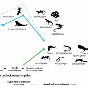 Évolution de la biodiversité des serpents et lézards de l’archipel de Guadeloupe